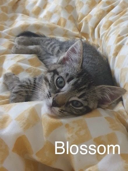 Blossom Blossom